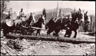 Four horse team hauling logs at Monte Lake