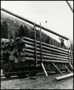 Loading logs onto C.N.R. cars east of Falkland at "The Landing"