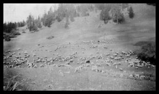 D.C. Crerar sheep ranch,  Commonage or West Ridge