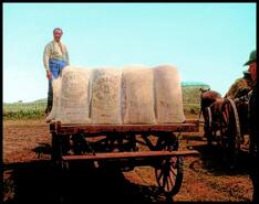Bags of grain loaded on wagon, Veregin, Saskatchewan