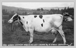 Grand champion Ayreshire cow owned by J. Cross