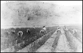 Men working in the hop fields at the Coldstream Ranch