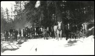 Horse logging in winter