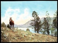 Hand coloured photograph by Ping Gatin of a horse by a lake