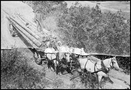 Hauling logs on Grandview Bench Road with horses, 1920s