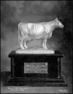 Bank of Montreal Ayrshire Challenge trophy awarded to C.M. & S. Co. Ltd. herd