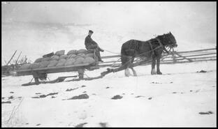 Hauling grain by team and sleigh
