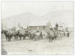 Horse drawn transfers and freighters in front of C.P.R. barns