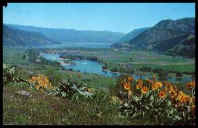 Postcard of Chase with Balsam root flowers in foreground