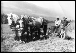 William and Wilfred Habart cutting hay at Rainbow Ranch