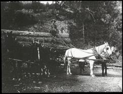 Horse logging
