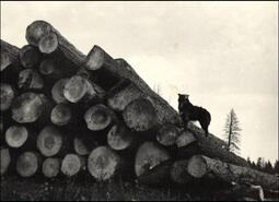 Pile of Voght Valley logs