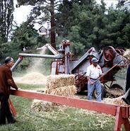 Threshing machinery demonstration at Coldstream's 75th anniversary