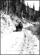 Team of horses on Mabel Lake Road near Prevost Rock