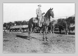 Dr. J.J. Murison on WWI cavalry mount