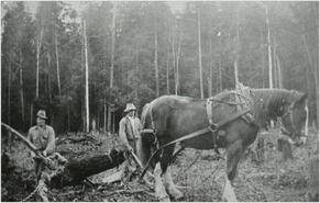Two men clearing land with a horse 