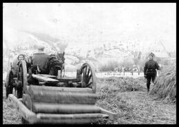 Doukhobors threshing with log rollers at Grand Forks, B.C.