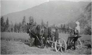 Two horse team pulling a mower