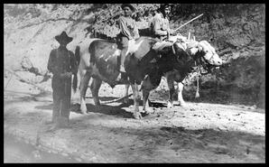 Three men (two on bulls) helping to construct highway 6 near Shuswap hill
