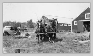 Mr. Adamson of Salmon Arm with horses and wagon