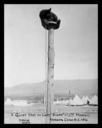 "Biddy" the 172nd Battalion Rocky Mountain Rangers mascot at Camp Vernon, W.W.I