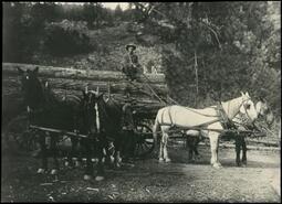 Loggers and horse-drawn carts