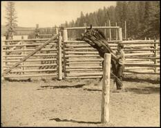 Allen Tegart training horses at Alpine Ranch