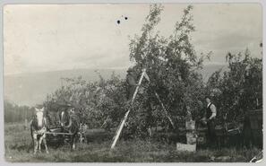 Antoine Pierre and Magnus Tait picking apples
