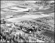 Aerial view of Osborn orchard in Lavington