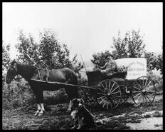 T.W. Grahame with Royal Dairy delivery wagon