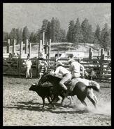 Steer roping event at the Grand Forks Rodeo at the rodeo grounds