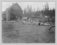 Livestock and farm buildings at McCleery Ranch
