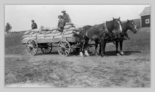 Horse drawn wagon of grain, Cragis Ranch, Lansdowne