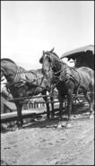 Company Store grocery wagon with horses, Daniel Street, 1920s
