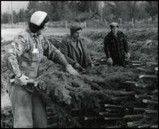 Mary McLeod, Shelagh Dehart, and Naomi Chrona sorting Christmas trees
