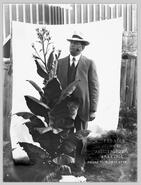 Albert E. Sage with a tobacco plant