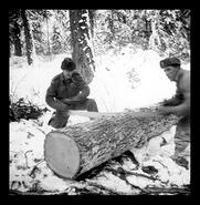Members of the Army logging for fuel in Lumby area