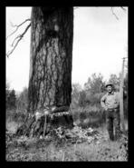 Gus Brolin falling a ponderosa pine