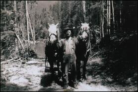 Wallace Chaput horse logging at Mabel Lake