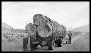 Ponderosa Pine logs being hauled from Bernie Roze's farm in Lumby