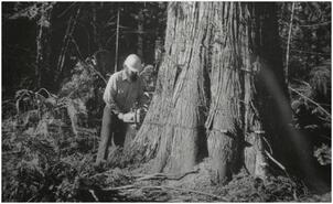 Jack Hyam logging in Malakwa on Al. Luoma property