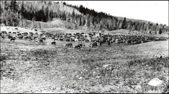 Large cattle herd