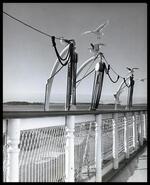Seagulls and railings of an unidentified ship