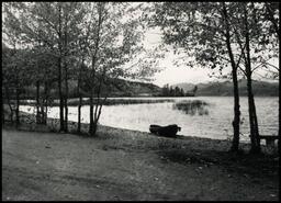 [View of Skaha Lake from beach]
