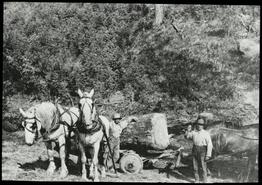 Unidentified men pulling a log with horses