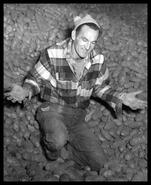Don Harrop sorting potatoes at Unity Fruit