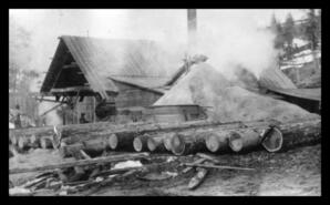 Logs arriving at sawmill