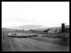 Sheep drive to Okanagan Landing