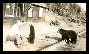 Man feeding black bears, Taft station