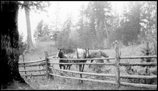 Horses by a rail fence